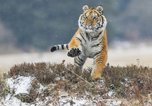 Tygr ussurijský  (Panthera tigris)  A42I9249ok