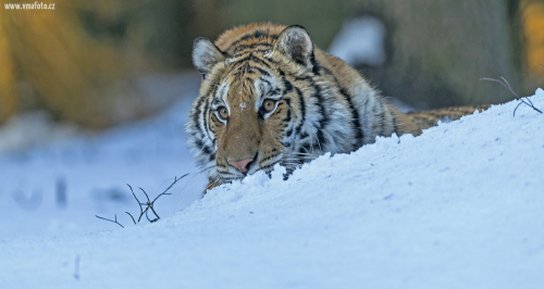 Tygr ussurijský  (Panthera tigris)  A42I9251ok