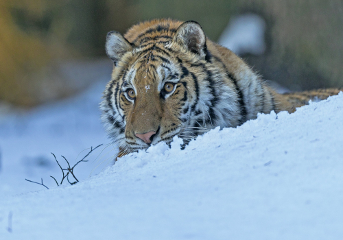 Tygr ussurijský  (Panthera tigris)  A42I9251ok