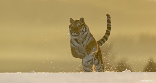 Tygr ussurijský  (Panthera tigris)  A42I9282ok-2