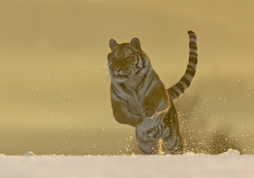 Tygr ussurijský  (Panthera tigris)  A42I9282ok-2