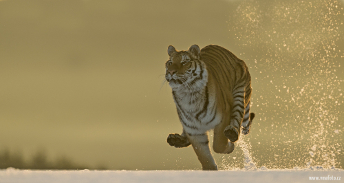 Tygr ussurijský  (Panthera tigris)  A42I9293ok