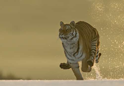 Tygr ussurijský  (Panthera tigris)  A42I9293ok