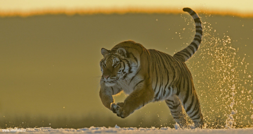 Tygr ussurijský  (Panthera tigris)  A42I9298ok