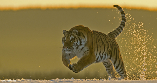 Tygr ussurijský  (Panthera tigris)  A42I9298ok