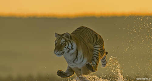 Tygr ussurijský  (Panthera tigris)  A42I9302ok