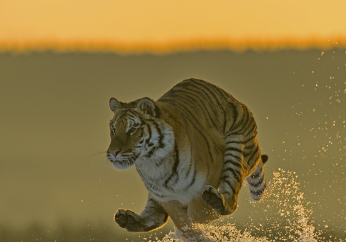 Tygr ussurijský  (Panthera tigris)  A42I9302ok