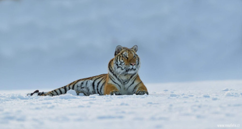 Tygr ussurijský  (Panthera tigris)  A42I9476ok