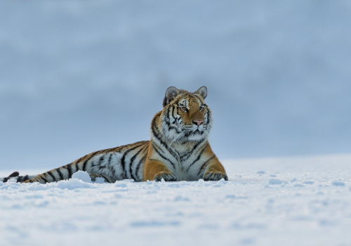 Tygr ussurijský  (Panthera tigris)  A42I9476ok