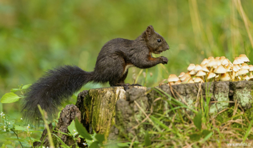 Veverka obecná  (Sciurus vulgaris)  A42I9481ok