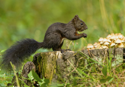 Veverka obecná  (Sciurus vulgaris)  A42I9481ok