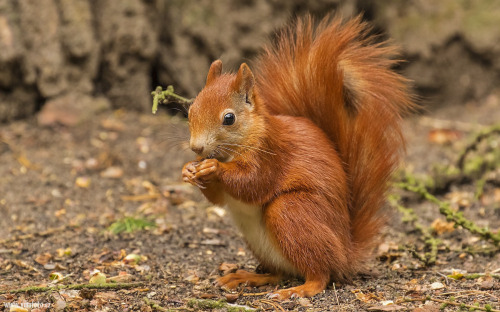 Veverka obecná  (Sciurus vulgaris)  D53A0268ok