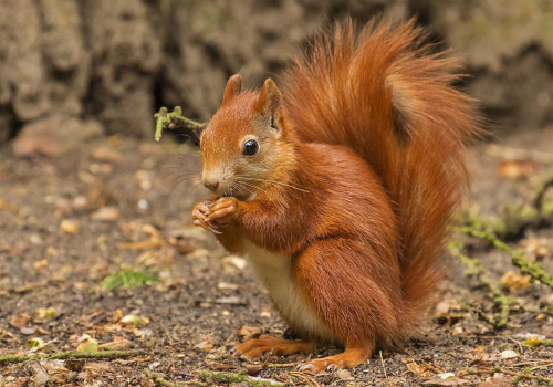 Veverka obecná  (Sciurus vulgaris)  D53A0268ok