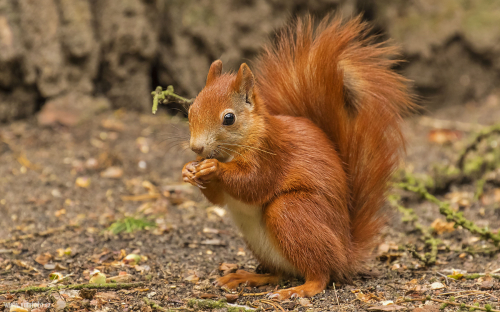 Veverka obecná  (Sciurus vulgaris)  D53A0268ok