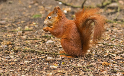 Veverka obecná  (Sciurus vulgaris)  D53A0322ok