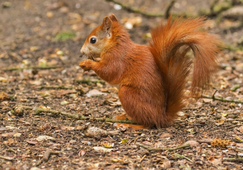 Veverka obecná  (Sciurus vulgaris)  D53A0322ok