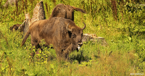 Zubr evropský  (Bison bonasus)  D53A3176ok
