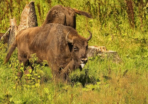 Zubr evropský  (Bison bonasus)  D53A3176ok