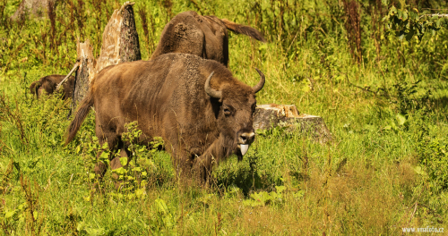 Zubr evropský  (Bison bonasus)  D53A3176ok