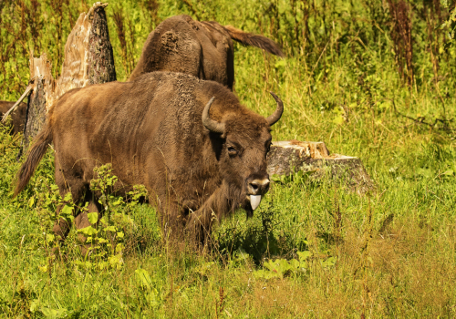Zubr evropský  (Bison bonasus)  D53A3176ok