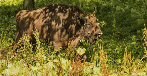 Zubr evropský  (Bison bonasus)  D53A3320ok