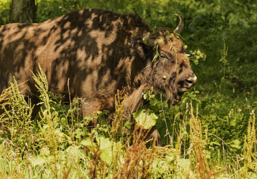 Zubr evropský  (Bison bonasus)  D53A3320ok