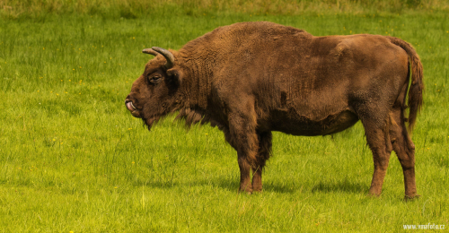 Zubr evropský  (Bison bonasus)  D53A3822ok