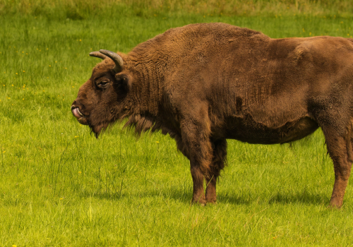 Zubr evropský  (Bison bonasus)  D53A3822ok