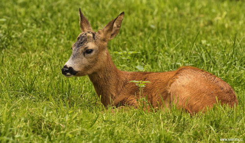 Srnec obecný  (Capreolus capreolus)  D53A4011ok