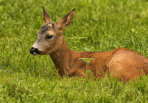 Srnec obecný  (Capreolus capreolus)  D53A4011ok