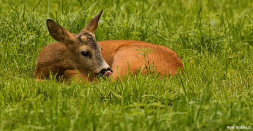 Srnec obecný  (Capreolus capreolus)  D53A4055ok