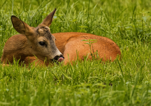 Srnec obecný  (Capreolus capreolus)  D53A4055ok