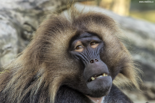 Dželada hnědá  (Theropithecus gelada)  D53A5338ok