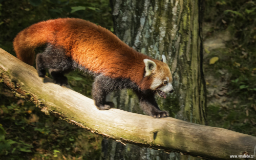 Panda červená  (Ailurus fulgens)  D53A6226ok