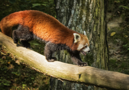Panda červená  (Ailurus fulgens)  D53A6226ok