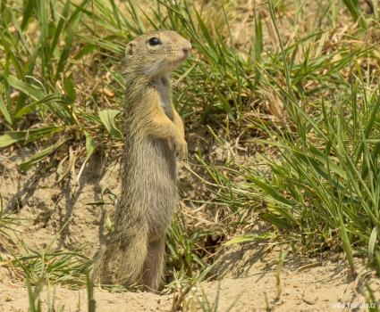 Sysel obecný  (Spermophilus citellus)  D53A6372ok