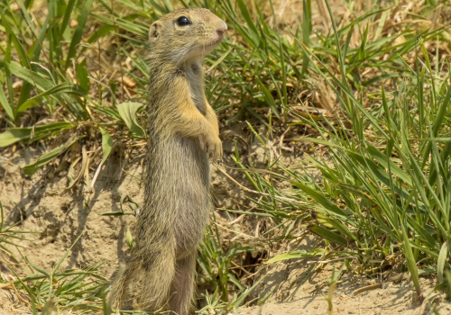 Sysel obecný  (Spermophilus citellus)  D53A6372ok