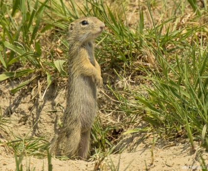Sysel obecný  (Spermophilus citellus)  D53A6372ok