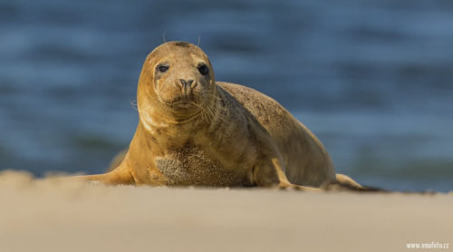 Tuleň obecný  (Phoca vitulina)  D53A7787ok