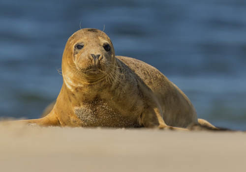Tuleň obecný  (Phoca vitulina)  D53A7787ok