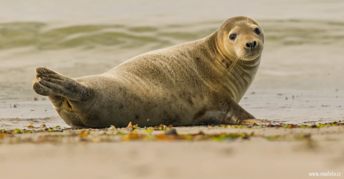 Tuleň obecný  (Phoca vitulina)  D53A8985ok