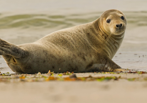 Tuleň obecný  (Phoca vitulina)  D53A8985ok