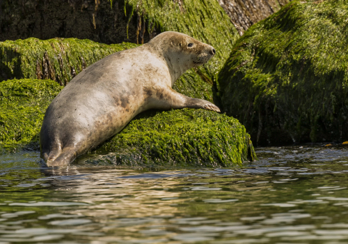 Tuleň kuželozubý  (Halichoerus grypus)  D53A9498ok