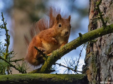 Veverka obecná  (Sciurus vulgaris)  D53A9842ok