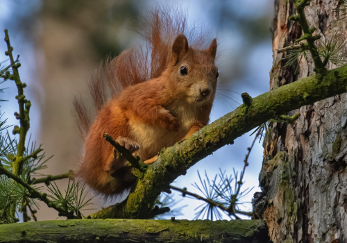 Veverka obecná  (Sciurus vulgaris)  D53A9842ok