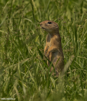 Sysel obecný  (Spermophilus citellus)  IMGL5654ok