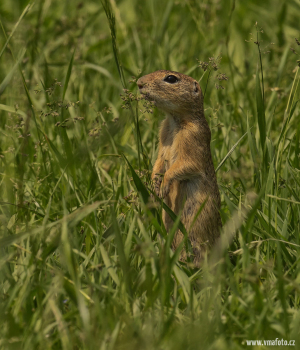 Sysel obecný  (Spermophilus citellus)  IMGL5654ok