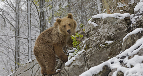 Medvěd hnědý  (Ursus arctos)  IMG_0642ok