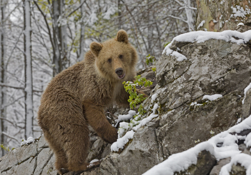 Medvěd hnědý  (Ursus arctos)  IMG_0642ok