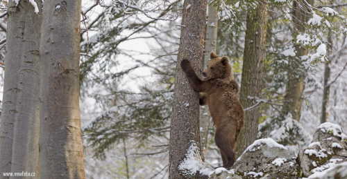 Medvěd hnědý  (Ursus arctos)  IMG_1372ok